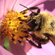 Illustration for article titled 18 Creepy, Crawly Photos Of Insects